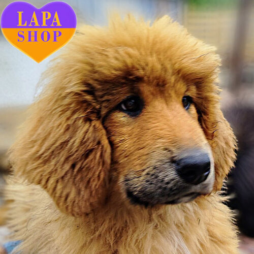 Erika — Sweet Lady Tibetan Mastiff Is Ready to Steal Your Heart