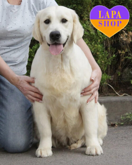 золотистый ретривер кремового окраса