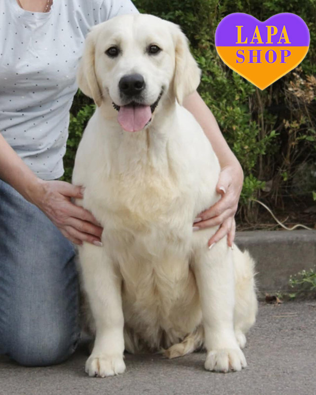 золотистый ретривер кремового окраса