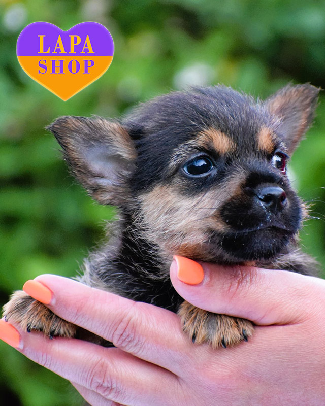 норвич-терьер черно подпалой окраса