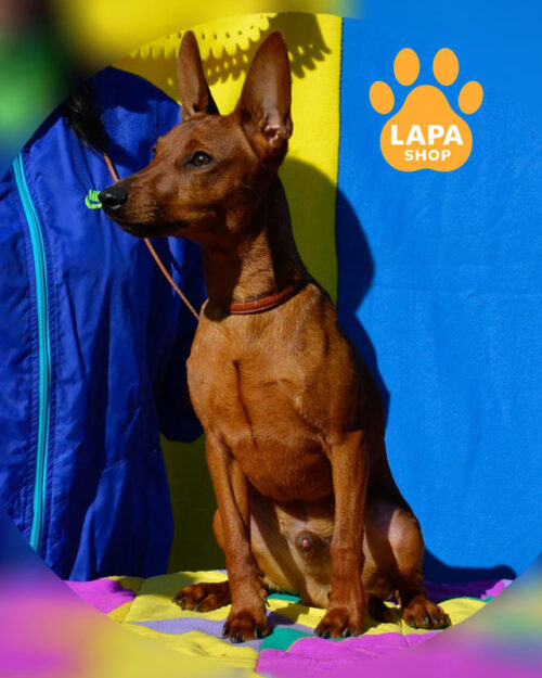 рудий цвергпінчер