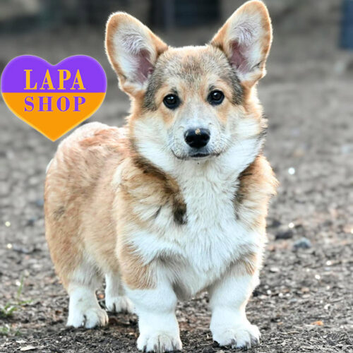 Рудо-біле цуценя породи вельш-коргі пемброк Excalibur