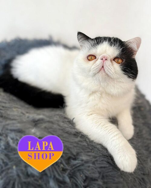 black and white Exotic