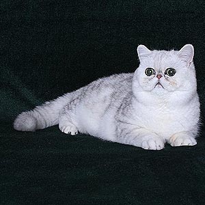 Viktor — вишукане кошеня породи екзот в сріблястій шубці exo dad