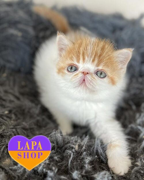 біло-рудий екзот