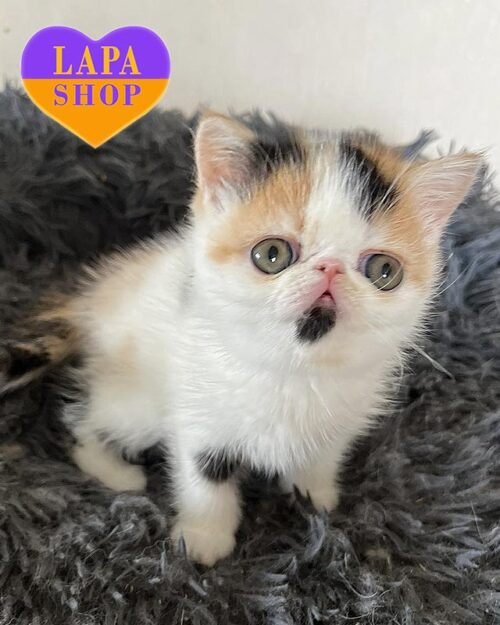Calico with white Exotic