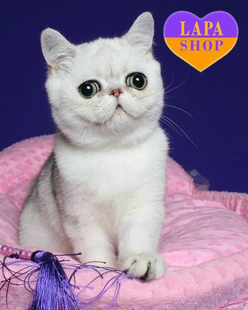 сріблятий екзот