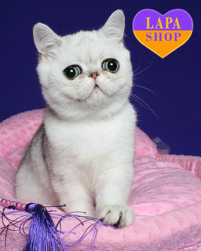 сріблятий екзот