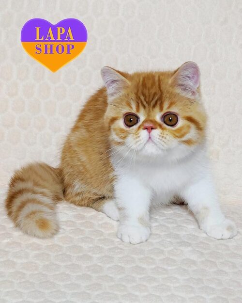 плямисто-рудий екзот