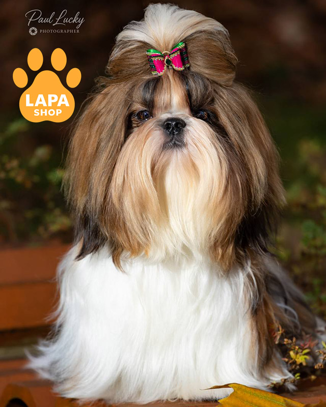 біло-золотий ши-тцу