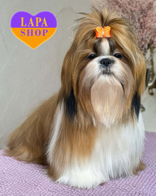 ши-тцу біло-золотого забарвлення