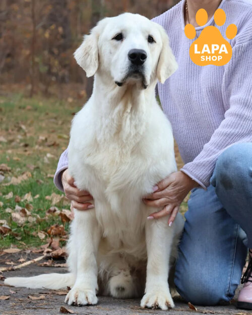 кремовий золотистий ретривер