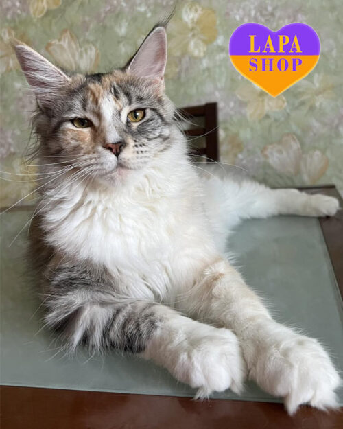 черепахово-біла кішка мейн-кун