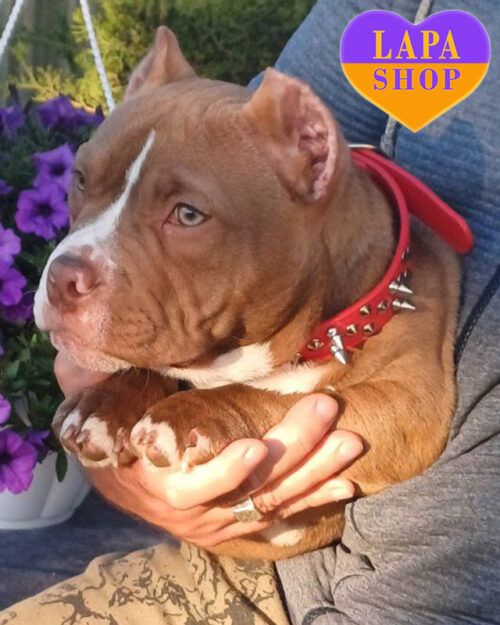 Florence — леді породи американський буллі покет шоколадного забарвленння