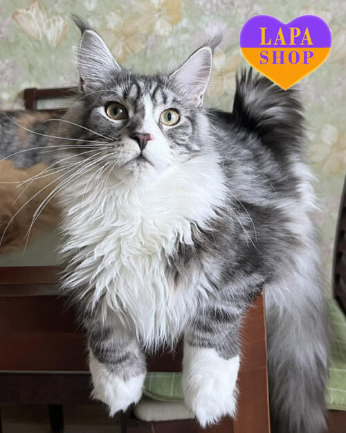 сріблясто-мармуровий мейн-кун