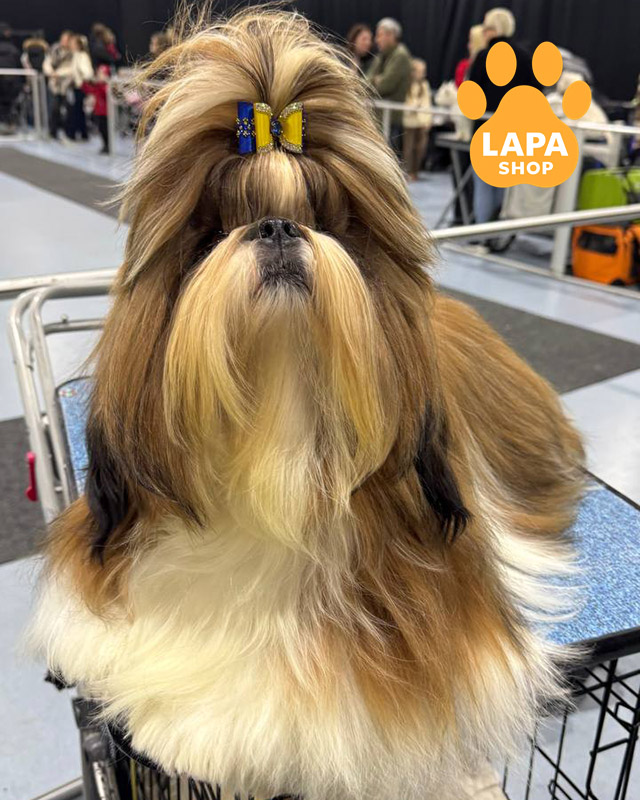 біло-золотий ши-тцу