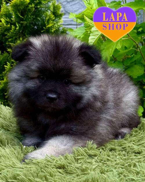 кеесхонд волчьего окраса