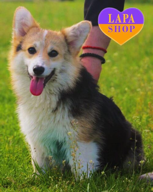 вельш коргі пемброк триколорного забарвлення