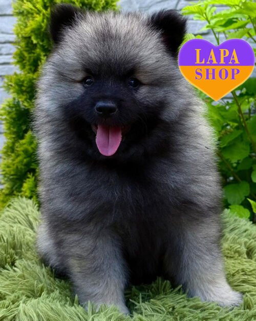 кеесхонд вовчого забарвлення