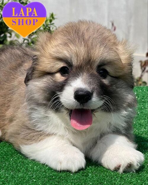 вельш коргі пемброк рудо-білого забарвлення