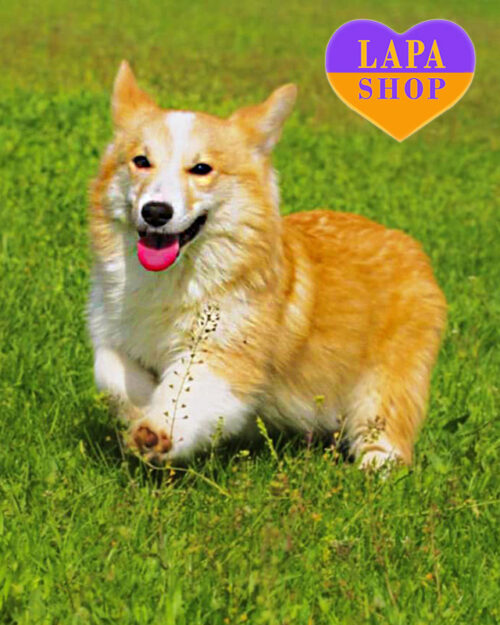 вельш коргі пемброк рудо-білого забарвлення