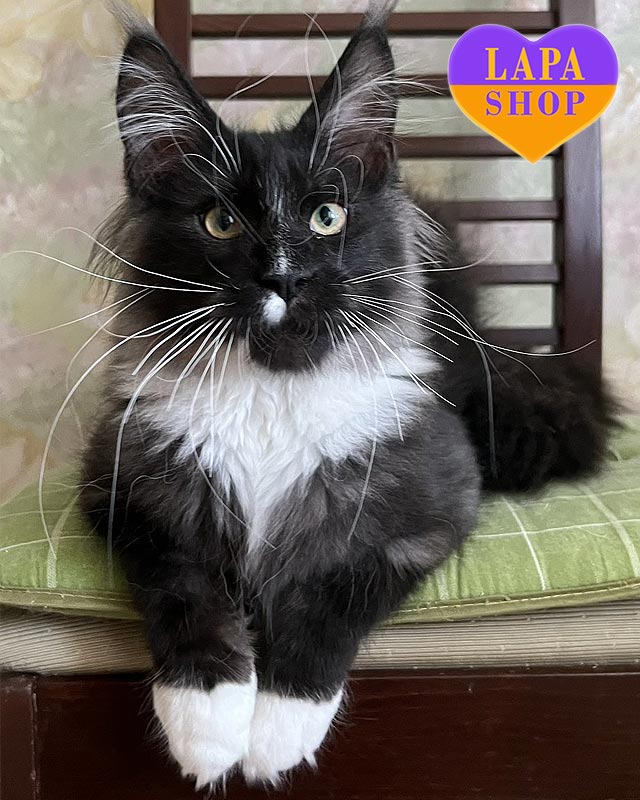 чорно-білий мейн-кун