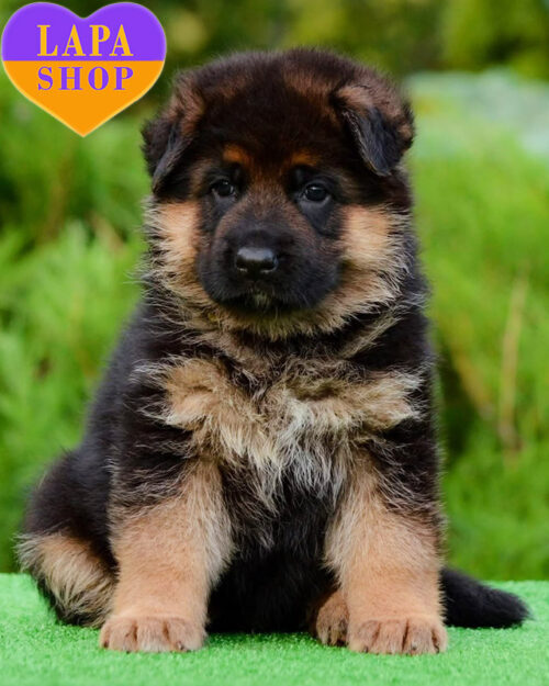 Elegant Standard German Shepherd Lady