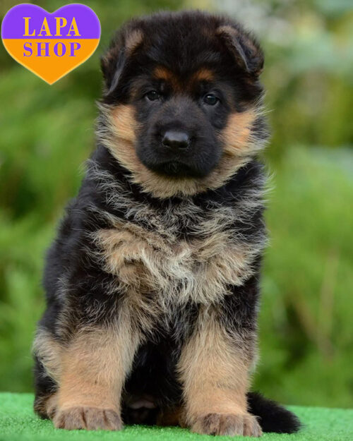 Graceful Standard German Shepherd Girl