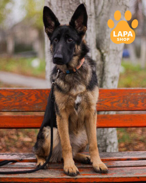 чепрачна німецька вівчарка