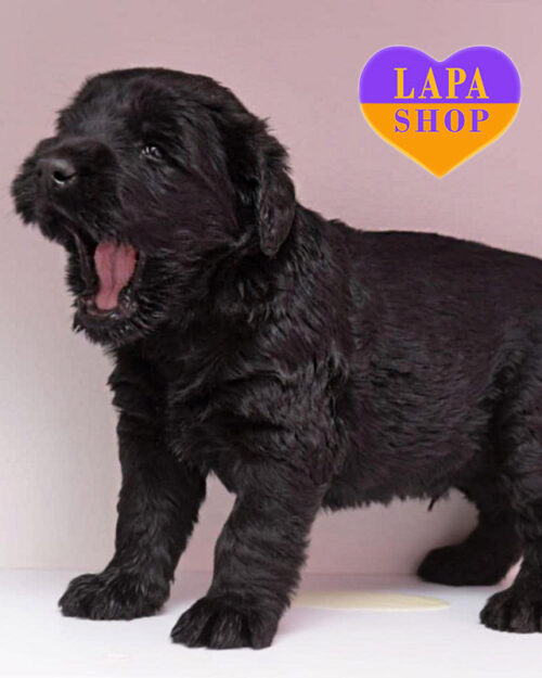 black giant schnauzer