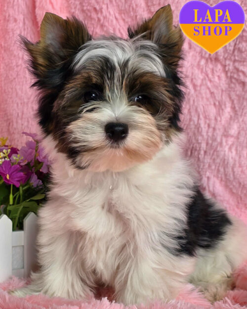 триколорний бівер йоркширський тер'єр