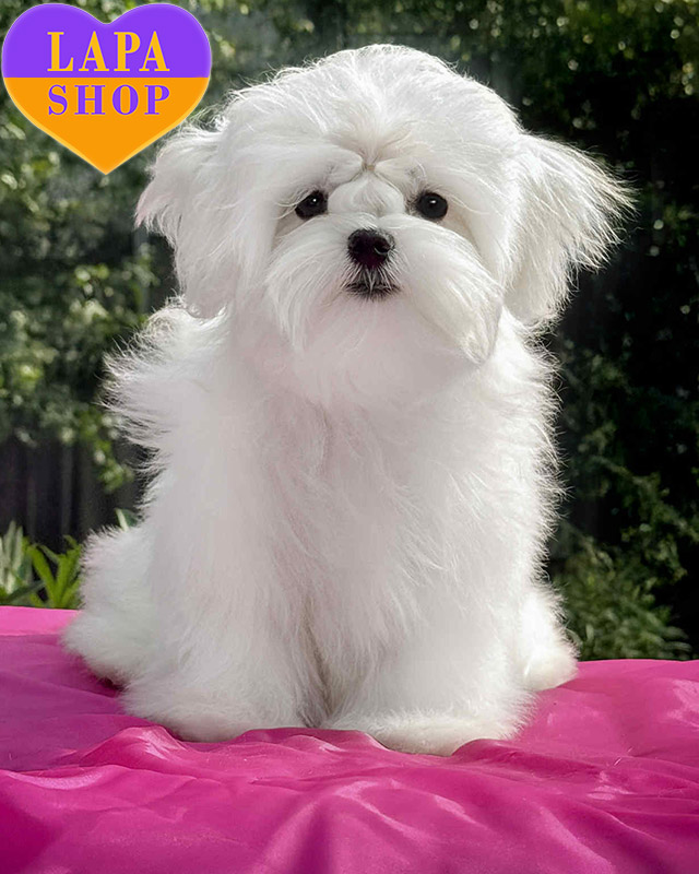 мальтійська болонка