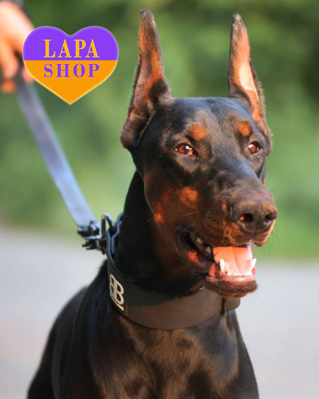 чорний доберман