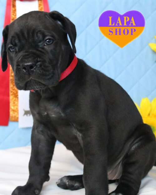 кане корсо черного окраса