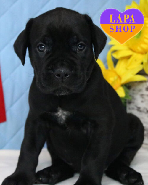 кане корсо чорного забарвлення