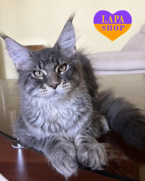 блакитно-сріблястий мейн-кун