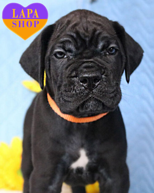 кане корсо чорного забарвлення