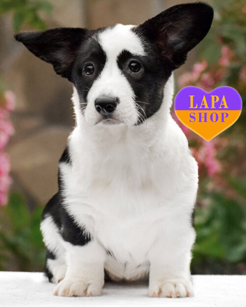 триколорний вельш-коргі кардіган