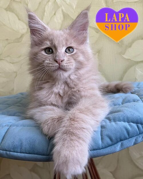 кремовый мейн-кун