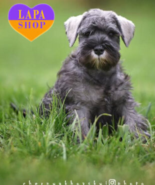 Miniature Schnauzer salt and pepper coloring