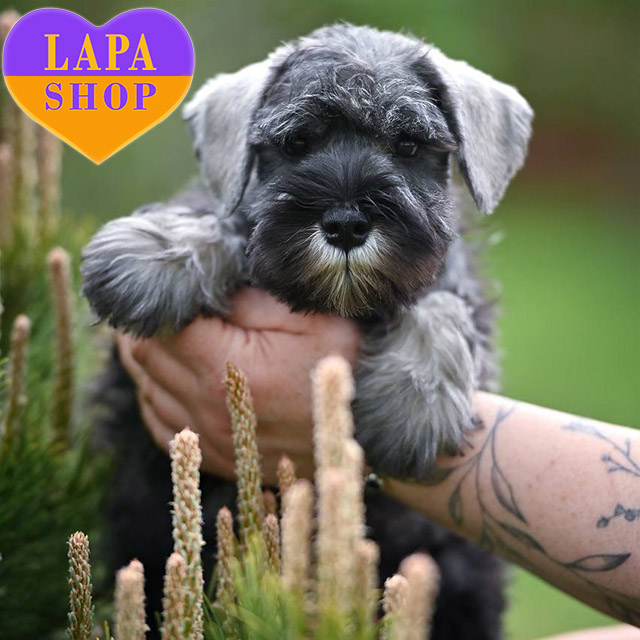 Продюсерка «Голодних ігор» обрала песика з України через Lapa.shop hearty fellow 02