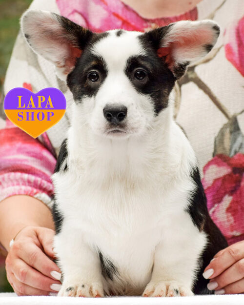 триколорний вельш-коргі кардіган