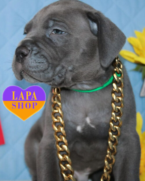 кане корсо сірого забарвлення