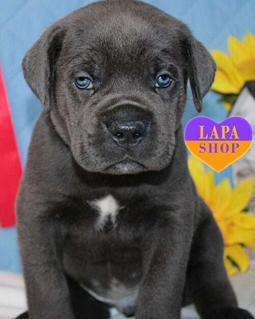 кане корсо серого окраса