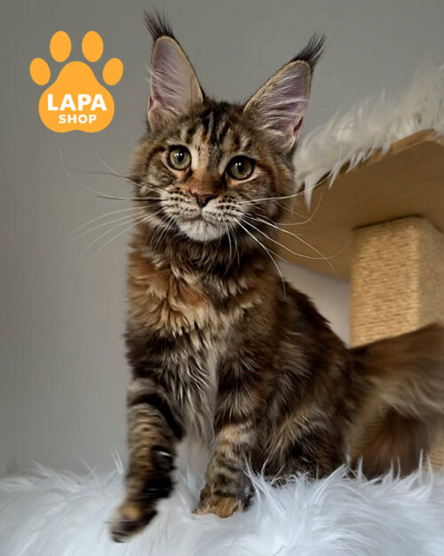 черепахова мейн-кун