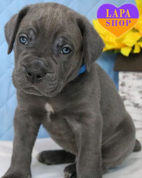 кане корсо сірого забарвлення