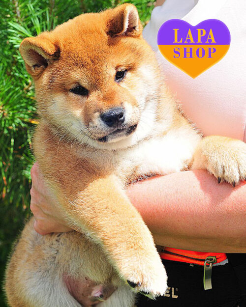 рудий шиба-іну