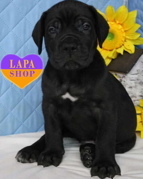 black Cane Corso