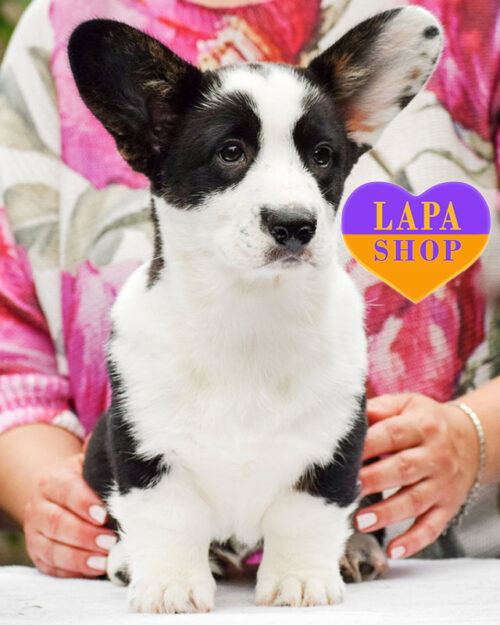 триколорний вельш-коргі кардіган