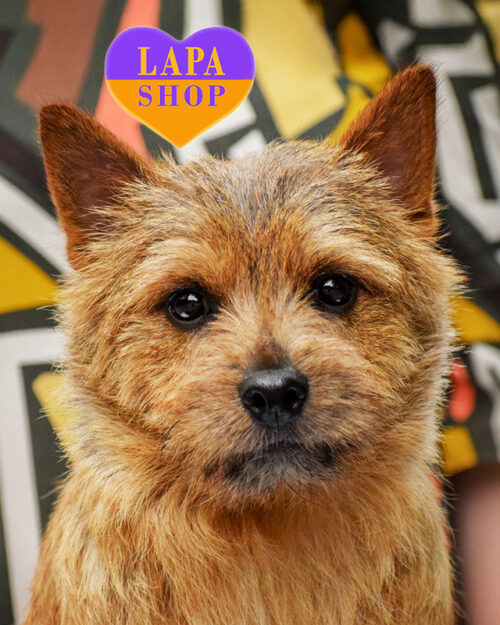 рудий норвіч-тер'єр